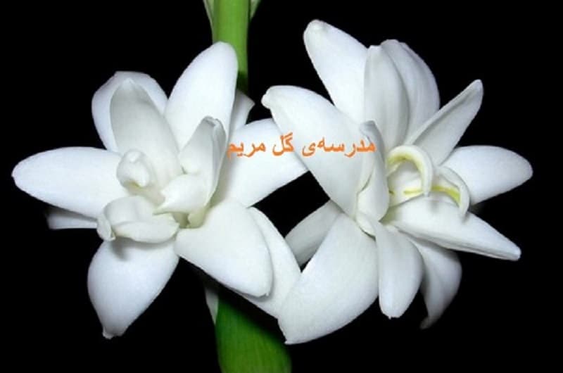 تصاویری از مناسبتها و ...